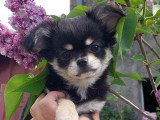 Chiot Chihuahua mâle tricolore poil long LOF né février 2026 à vendre