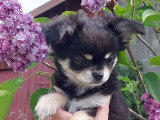 Chiot Chihuahua mâle tricolore poil long LOF né février 2026 à vendre