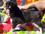 Chiot Chihuahua mâle tricolore poil long LOF né février 2026 à vendre