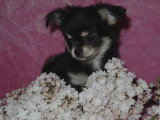 Chiot Chihuahua mâle tricolore poil long LOF né février 2026 à vendre