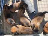 Réservation 10 chiots Malinois LOF nés en mars 2026