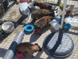 Réservation 10 chiots Malinois LOF nés en mars 2026