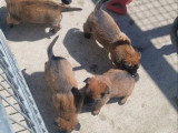 Réservation 10 chiots Malinois LOF nés en mars 2026