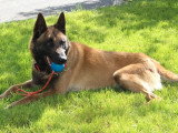 Réservation 10 chiots Malinois LOF nés en mars 2026
