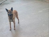 Réservation 10 chiots Malinois LOF nés en mars 2026