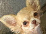 Deux chiots Chihuahua mâles à poils longs non LOF de janvier 2026 à vendre