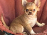Deux chiots Chihuahua mâles à poils longs non LOF de janvier 2026 à vendre