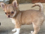 Deux chiots Chihuahua mâles à poils longs non LOF de janvier 2026 à vendre