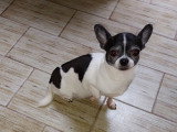 Femelle Chihuahua adulte stérilisée à vendre