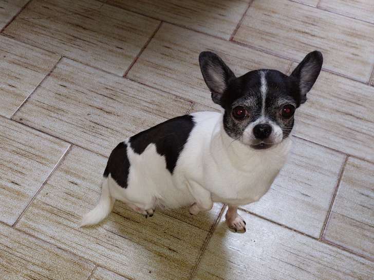 Femelle Chihuahua adulte stérilisée à vendre