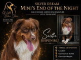 Saillie chien Berger Américain Miniature marron LOF né en 2020