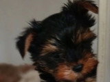Chiot mâle Type Yorkshire non LOF né février 2026 à vendre