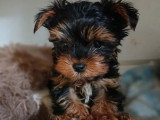 Chiot mâle Type Yorkshire non LOF né février 2026 à vendre