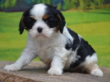 Chiot femelle Cavalier King Charles non LOF de mars 2026 à réserver