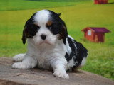 Chiot femelle Cavalier King Charles non LOF de mars 2026 à réserver