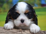 Chiot femelle Cavalier King Charles non LOF de mars 2026 à réserver