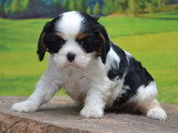 Chiot femelle Cavalier King Charles non LOF de mars 2026 à réserver