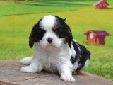 Chiot femelle Cavalier King Charles non LOF de mars 2026 à réserver