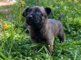 7 chiots Berger Belge Malinois LOF à réserver