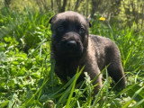 7 chiots Berger Belge Malinois LOF à réserver