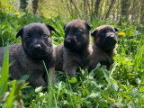 7 chiots Berger Belge Malinois LOF à réserver