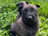 7 chiots Berger Belge Malinois LOF à réserver
