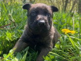 7 chiots Berger Belge Malinois LOF à réserver