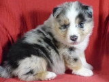 5 chiots Berger Australien non LOF de mars 2026 à réserver