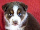 5 chiots Berger Australien non LOF de mars 2026 à réserver
