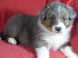 5 chiots Berger Australien non LOF de mars 2026 à réserver