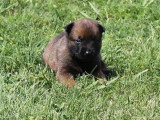 5 chiots Berger Belge Malinois LOF nés en mars 2026 à réserver