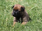 5 chiots Berger Belge Malinois LOF nés en mars 2026 à réserver