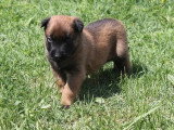 5 chiots Berger Belge Malinois LOF nés en mars 2026 à réserver