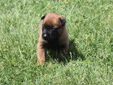 5 chiots Berger Belge Malinois LOF nés en mars 2026 à réserver