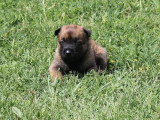 5 chiots Berger Belge Malinois LOF nés en mars 2026 à réserver