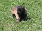 8 chiots Berger Belge Tervueren nés en avril 2026 LOF à réserver