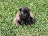 8 chiots Berger Belge Tervueren nés en avril 2026 LOF à réserver