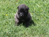 8 chiots Berger Belge Tervueren nés en avril 2026 LOF à réserver