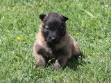 8 chiots Berger Belge Tervueren nés en avril 2026 LOF à réserver