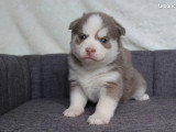 8 chiots Pomsky croisé non LOF nés en mars 2026 à réserver
