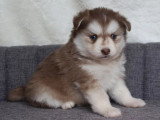 8 chiots Pomsky croisé non LOF nés en mars 2026 à réserver