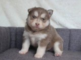 8 chiots Pomsky croisé non LOF nés en mars 2026 à réserver