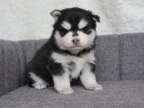 8 chiots Pomsky croisé non LOF nés en mars 2026 à réserver