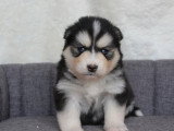 8 chiots Pomsky croisé non LOF nés en mars 2026 à réserver
