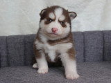 8 chiots Pomsky croisé non LOF nés en mars 2026 à réserver