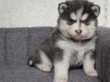 8 chiots Pomsky croisé non LOF nés en mars 2026 à réserver