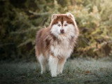 8 chiots Pomsky croisé non LOF nés en mars 2026 à réserver