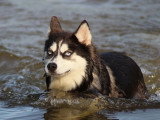 8 chiots Pomsky croisé non LOF nés en mars 2026 à réserver