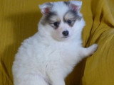 Deux chiots Pomsky mâles non LOF nés février 2026 à vendre