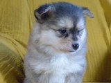 Deux chiots Pomsky mâles non LOF nés février 2026 à vendre